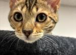 Maple Cashmere TICA - Bengal Kitten For Sale - Stroudsburg, PA, US