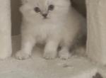 Devinity Himalayan kittens - Himalayan Kitten For Sale - Benbrook, TX, US