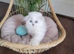Queen - Scottish Fold Kitten For Sale - 