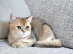 Brittesh shorthair - British Shorthair Kitten For Sale - 