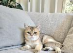 Ginger - British Shorthair Kitten For Sale - 