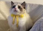 Seal Bicolor Boy Pasture - Ragdoll Kitten For Sale - 