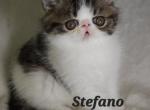 Stefano - Exotic Kitten For Sale - 