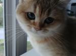 Adela - Scottish Straight Kitten For Sale - 