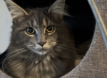Misty - Maine Coon Kitten For Sale - 