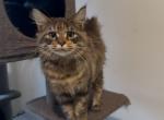 Mochi - Maine Coon Kitten For Sale - 