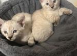 2 Female Snow Bengals - Bengal Kitten For Sale - Jupiter, FL, US