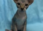 Brenda - Sphynx Kitten For Adoption - 