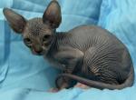 Brendy - Sphynx Kitten For Adoption - 
