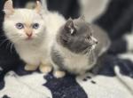 Stella - Munchkin Kitten For Sale - Zanesville, OH, US