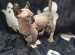 Ben - Sphynx Kitten For Sale - Zanesville, OH, US