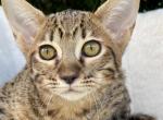 Lilly - Savannah Kitten For Sale - 