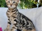 Marble boy - Savannah Kitten For Sale - 