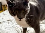 Ram - Domestic Cat For Adoption - 