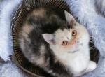 British shorthair calico - British Shorthair Kitten For Sale - Woodburn, IN, US