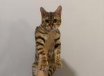Kira - Bengal Kitten For Sale - Falls Church, VA, US