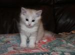 Ember - Ragdoll Kitten For Sale - 