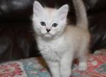 Hazel - Ragdoll Kitten For Sale - 