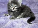 Hunter polydactyl - Maine Coon Kitten For Sale - 