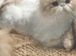 Cfa cream van male persian kitten - Persian Kitten For Sale - Woodburn, IN, US