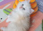 MANGO - Persian Kitten For Sale - East Stroudsburg, PA, US