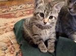 Bella - Domestic Kitten For Sale - Gardner, MA, US
