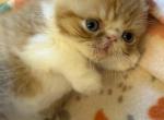 William Red Tabby - Exotic Kitten For Sale - 