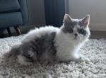 Joy my Soul Delphia - Selkirk Rex Kitten For Sale