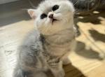 Thomas - Scottish Fold Kitten For Sale - Prior Lake, MN, US