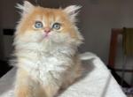 Lamajeur Cattery Milo Golden British Longhair - British Shorthair Kitten For Sale - 