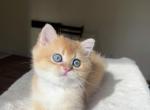 Lamajeur Cattery Mars Golden British shorthair - British Shorthair Kitten For Sale - 