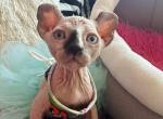 A1 - Sphynx Kitten For Sale - 