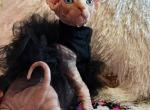 A2 - Sphynx Kitten For Sale - 