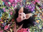 A3 - Sphynx Kitten For Sale - Harrisburg, PA, US
