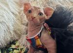 A5 - Sphynx Kitten For Sale - Harrisburg, PA, US