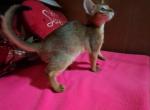 Ruddy Lovely Lady Luna - Abyssinian Kitten For Sale - Plymouth, WI, US