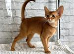 Dolce - Abyssinian Kitten For Sale