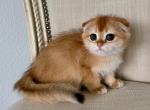 Scottish Fold Golden Female Kitten - Scottish Fold Kitten For Sale - Orlando, FL, US