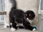 Scottish Fold Black & White Female Kitten - Scottish Fold Kitten For Sale - Orlando, FL, US