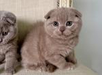 Scottish Fold Lilac Kitten Brothers - Scottish Fold Kitten For Sale - Orlando, FL, US