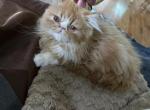 Simba ready now - Persian Kitten For Sale - 
