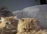 Nala - Persian Kitten For Sale - 