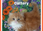 Red tabby male exotic longhair kitten - Persian Kitten For Sale - Woodburn, IN, US