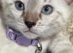 Snow Bengal Female Isabella - Bengal Kitten For Sale - Jupiter, FL, US