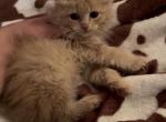 Tommy - Persian Kitten For Sale - W Bloomfield, MI, US