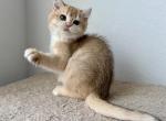 British Shorthair Golden Female - British Shorthair Kitten For Sale - Orlando, FL, US