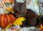 MYSTIC - Maine Coon Kitten For Sale - 