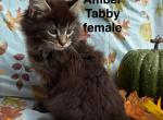 MISHA - Maine Coon Kitten For Sale - 