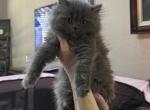 Little Blue Boy Persian - Persian Kitten For Sale - 