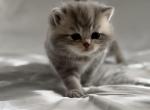 Gray male - Scottish Straight Kitten For Sale - 